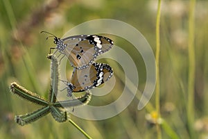 The Plain Tiger butterfly Danaus chrysippus on flower and green nature habitat