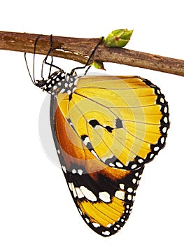 Plain tiger butterfly, Danaus chrysippus, hangs on a branch, isolated on white background