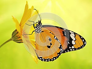 Bright orange plain tiger butterfly, Danaus chrysippus, on a marigold flower on yellow and green blured background.