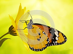 Plain tiger butterfly, Danaus chrysippus, on a marigold flower on yellow and green blured background.