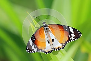 Plain tiger butterfly, Danaus chrysippus chrysippus