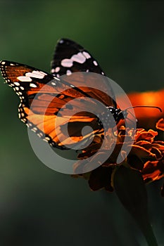 plain tiger butterfly (danaus chrysippus) pollinating flower in the garden