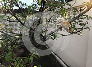 Plain tiger butterfly , Danaus chrysippus on white flower and green leaf