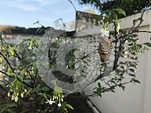 Plain tiger butterfly , Danaus chrysippus on white flower and green leaf