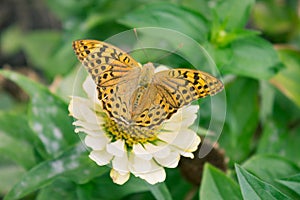 Plain tiger butterfly feeding on white flower in garden