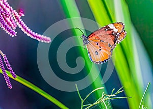 Plain Tiger Butterfly in flight