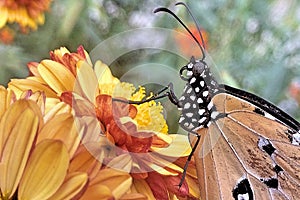 A plain tiger butterfly on a flower.