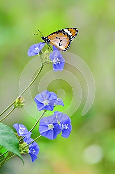 Plain tiger butterfly on flowers