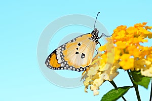 Plain tiger butterfly on Lantana camara