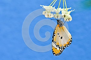 Plain tiger butterfly on milkweed