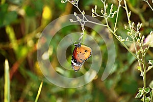 Plain Tiger butterfly, orange butterfly or Danaus chrysippus sitting on the flower bud.