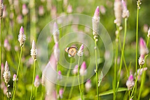 Plain tiger butterfly on a wild flower consuming nectar