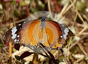 Plain Tiger Butterfly Wings Spread.