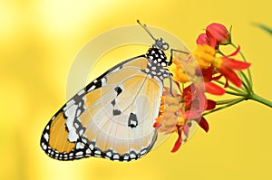 Plain Tiger Butterfly on yellow background