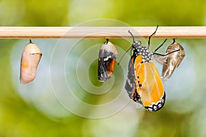 The Plain Tiger Danaus chrysippus chrysippus butterfly