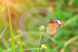 Plain Tiger Danaus chrysippus butterfly on Coatbuttons flower.