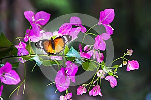 Común mariposa bebiendo néctar plantas trepadoras flor plantas en su 