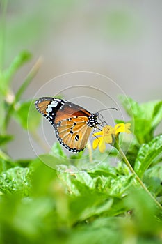 Plain tiger (danaus chrysippus) butterfly drinking nectar from a yellow flower