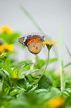 Plain tiger (Danaus Chrysippus) butterfly drinking nectar from a yellow flower