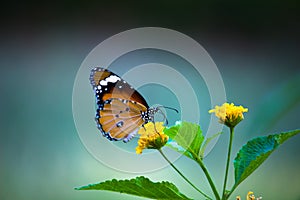 Plain Tiger Danaus chrysippus butterfly feeding itself on the flower plant in natures green background