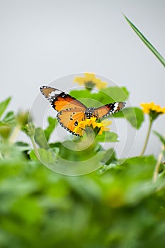 Plain tiger (Danaus Chrysippus) butterfly with open wings on the yellow flower