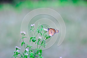 Plain Tiger Danaus chrysippus butterfly resting on the flower plant in natures environment