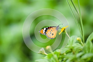 Plain tiger (danaus chrysippus) butterfly sitting on a yellow flower with green blurred background