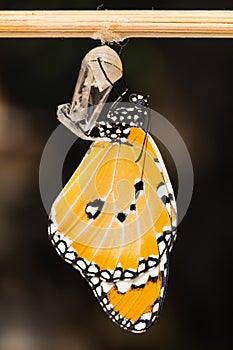 The Plain Tiger (Danaus chrysippus chrysippus) butterfly