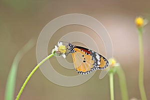The Plain Tiger Danaus chrysippus chrysippus Linnaeus butterfly photo