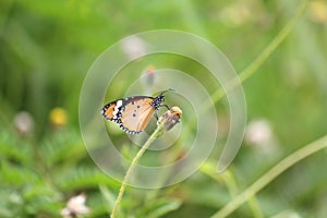 The Plain Tiger Danaus chrysippus chrysippus Linnaeus butterfly photo