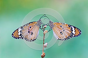 Dos común mariposas o sentado sobre el planta durante primavera suave verde 