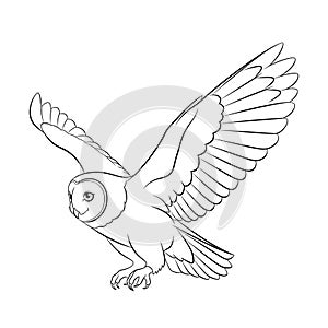 On a plain white background, emphasizing the bird's form and