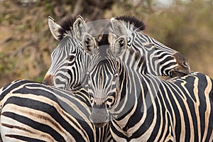 Plain zebra close up, Equus quagga, Kruger national Park