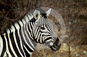 Plain zebra, Etosha National Park, Namibia