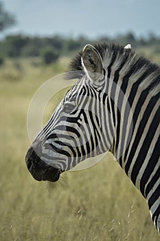 Plain zebra profile looking to the left on savannah background