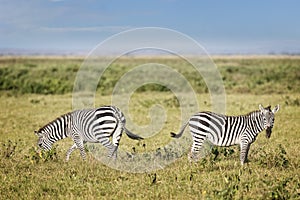 Plain zebras