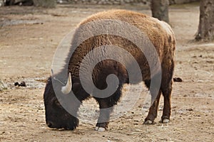 Plains bison, also known as the prarie bison