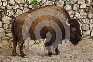 Plains bison, also known as the prarie bison