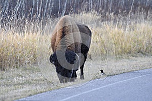 Plains bison with a bird, Elk Island National Park