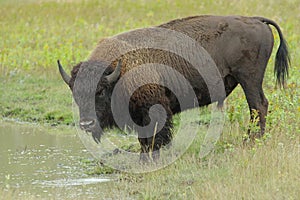 Plains Bison - Bison bison bison