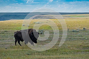 Plains Bison, Buffalo in Grasslands National Park