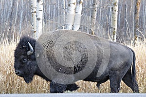 Plains bison, Elk Island National Park