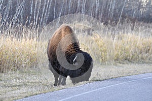 Plains bison, Elk Island National Park