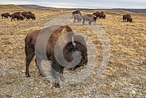 Plains Bison Herd, Southern Alberta