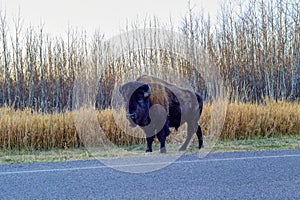 Plains bison on the roadside