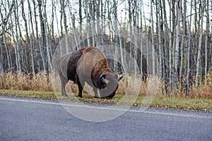 Plains bison on the roadside