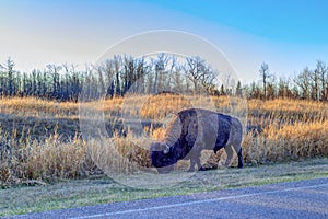 Plains bison on the roadside, Elk Island National Park