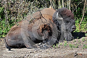 A plains bison sleeping on the ground in the summer