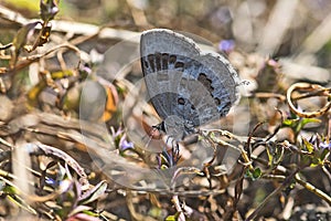Plains cupid butterfly: Chilades pandava on perching on wild vegetation