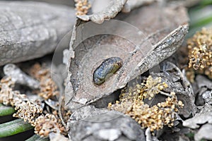 Pupa of the Plains Cupid butterfly, Chilades pandava also known as the Cycad Blue.